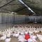 Struktur Baja Ringan Membingkai Bangunan Gudang Logam Kandang Ayam Untuk Filipina